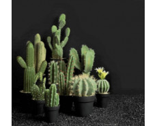 ASA Cactus Deco