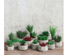 ASA Succulente Collection   
