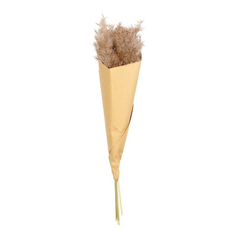 Pampas Grass Asa Selection